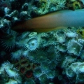 actinic pics 012