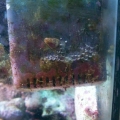 strombus 003