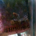 strombus 004