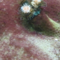 Canon Pictures 037