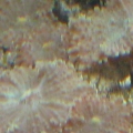 Canon Pictures 052