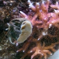 stomatella 001