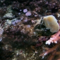 stomatella 002