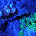 Same Zoas under R2 Moonlamp