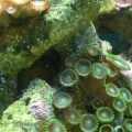 Zoanthids
