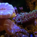 My Rhodactis has moved up the rock and is now killing a head of my candy cane!  I try to live by the motto that "life is hard on the reef," but I don't know if I can stand for this.