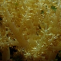 Kenya Tree closeup