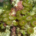 Purple zoas with a flash.