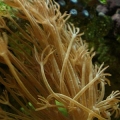 Xenia sp.