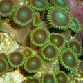 dragon's eye zoas