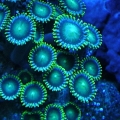 dragon's eye zoas under actinic light
