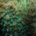 Big Rhodactis