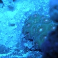 Montastrea under actinic