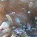 stupied bubble tip killed my open brain, then got sucked up during a H2O.  karma sux