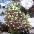 my little torch frag