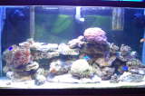 Tank as of 11/15/08