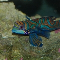 New Mandarin Goby