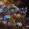 some new zoas at nite