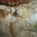 nsnailpile2