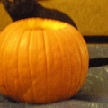 pumpkin and a moe