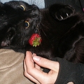 my little moe and a strawberry