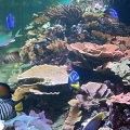 what I wish my tank looked like!