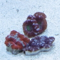 DSC02750 2