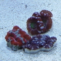 DSC02752