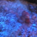 a side view of butterbean