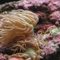 Duncan Coral 10 19 08