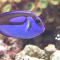 Blue Tang 10 19 08 pm