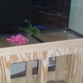 fish 028