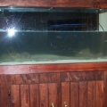 fish 052