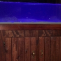 fish 048