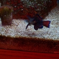 fish 017