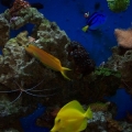 fish 002