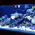 fish 075
