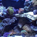 fish 076