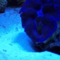 fish 065