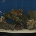 3reeftankcycling