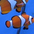 First fish - the clowns