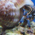 Blue legged hermit crab who took over one of my shells from Sanibel Island