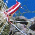 Cleaner shrimp
