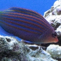 Six line wrasse