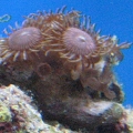 First frag - free zoanthid from LFS
