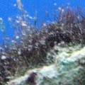 Fuzzy chiton - AKA "Mr. Fuzzy"