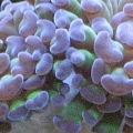 Frogspawn