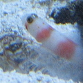Aurora (pinkbar) goby and pistol shrimp, added 12/31/2008 - our first casualty - the goby vaulted out of the tank and it was too late.  My saddest tank day...