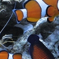 Fish hanging around cleaner shrimp