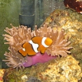 Medium Bubble Tip